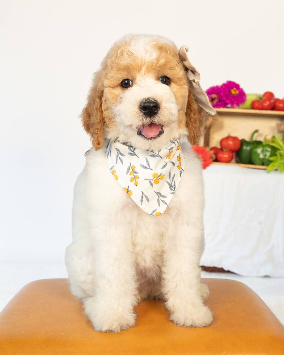 Lavender — Golden Parti Goldendoodle puppy from Forever and Always Doodles, Virginia
