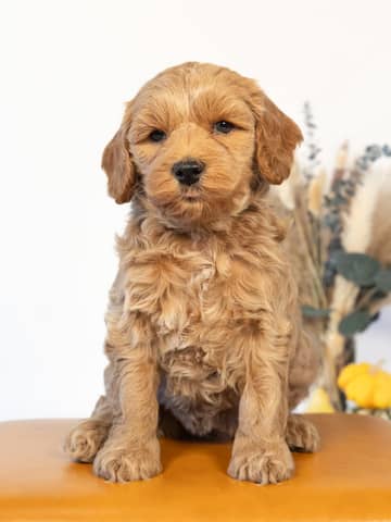 Golden Cockapoo puppy raised by Forever and Always Doodles in Virginia