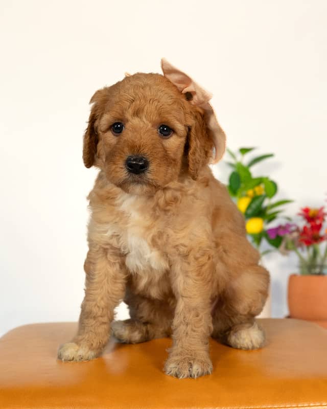Peach, a Red with White Markings Goldendoodle puppy