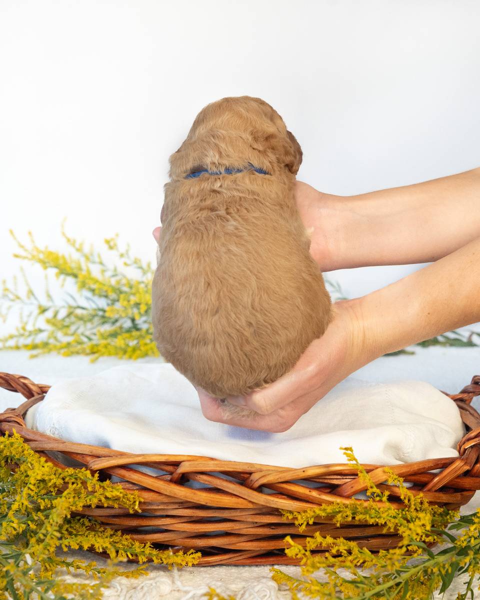 Ron, a Goldendoodle puppy