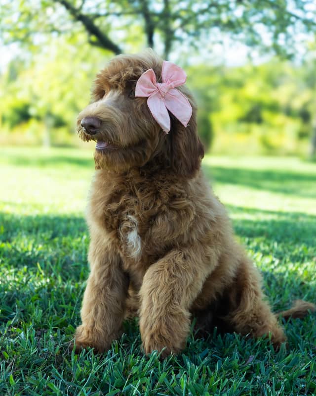 Nana, a Apricot with White Markings Goldendoodle puppy