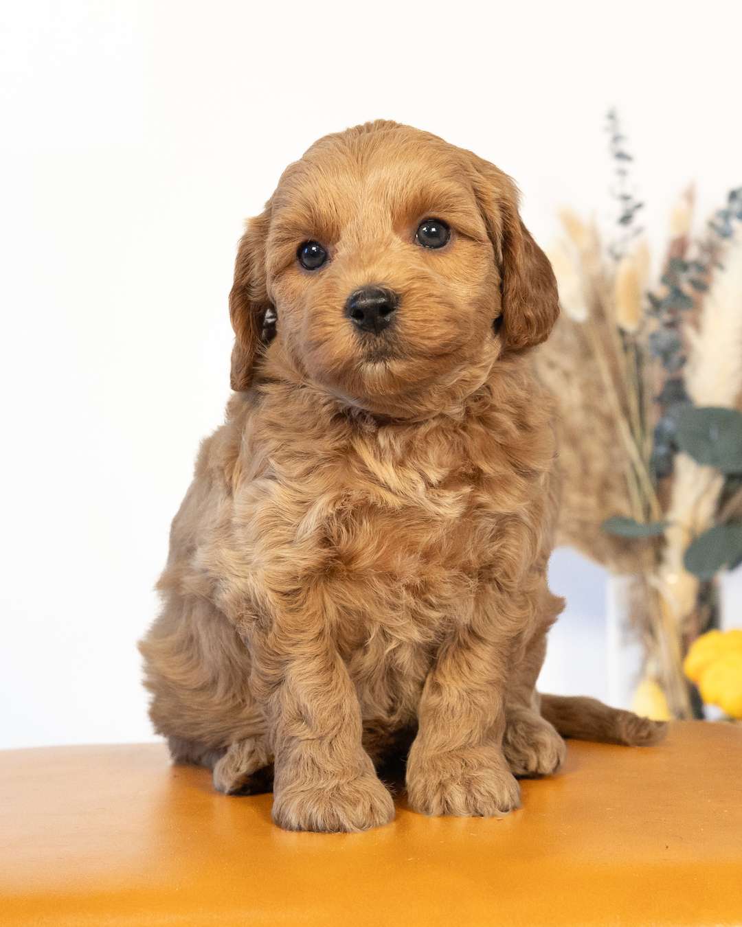 Merriweather × Obi — Cockapoo litter from Forever and Always Doodles, Virginia