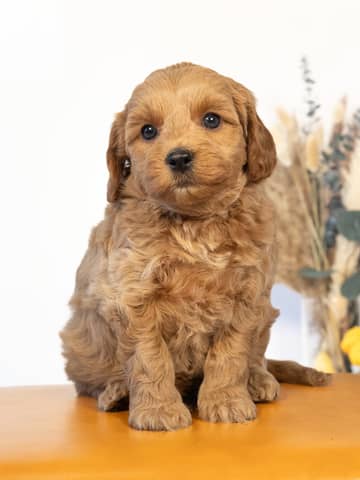 Golden Cockapoo puppy raised by Forever and Always Doodles in Virginia