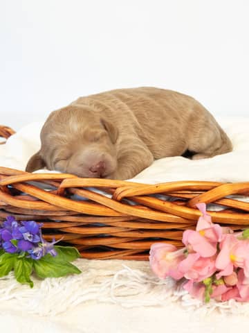 Golden Abstract Markings Goldendoodle puppy — Olive
