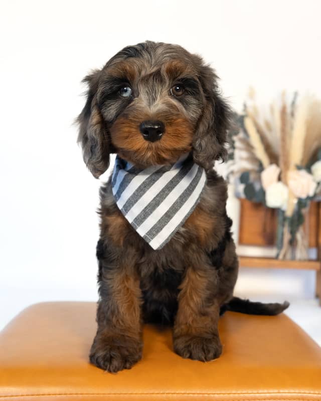 Tolkein, a Blue Merle Phantom with White Markings Cockapoo puppy