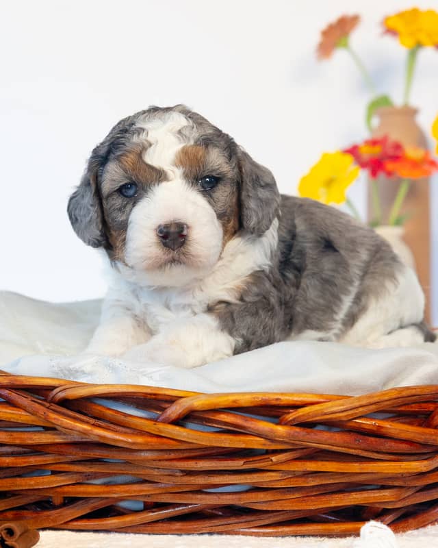 Chai, a Phantom Parti Merle Cockapoo puppy