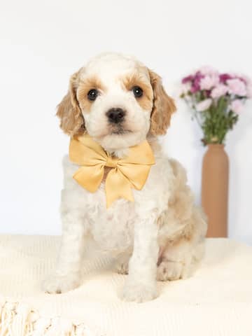Golden Parti Cockapoo puppy — Wentworth