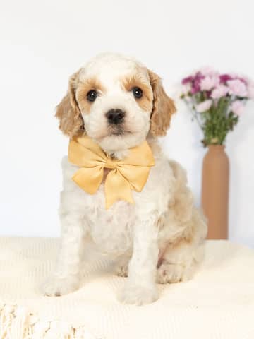 Golden Parti Cockapoo puppy raised by Forever and Always Doodles in Virginia