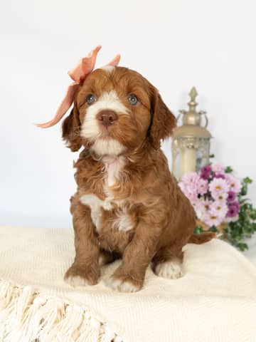 A Cockapoo puppy at the Forever and Always Doodles farm