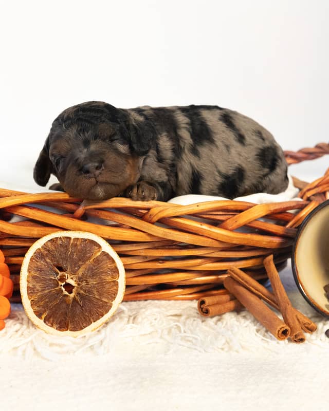 Mocha, a Blue Phantom Merle Cockapoo puppy