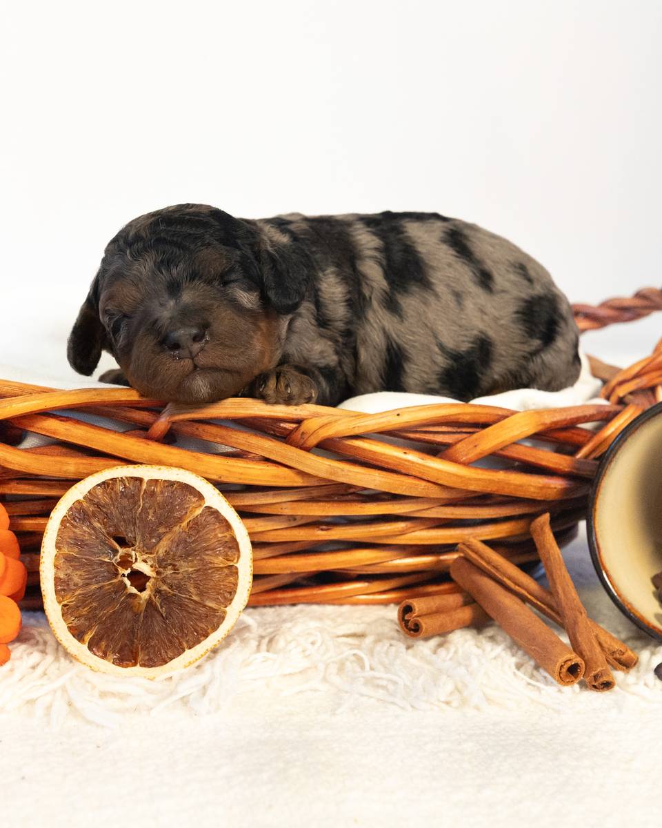 Mocha, a Blue Phantom Merle Cockapoo puppy