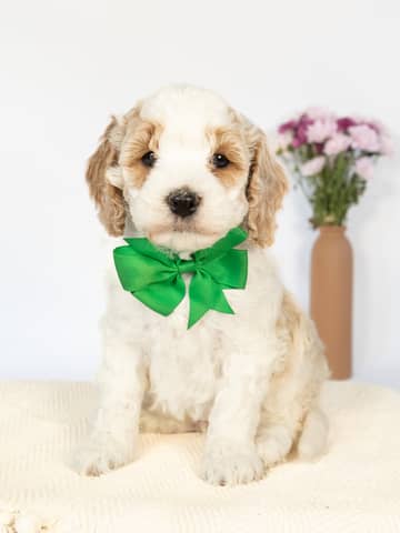 Golden Parti Cockapoo puppy raised by Forever and Always Doodles in Virginia