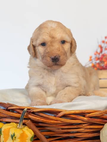 Ginny — Golden Goldendoodle puppy from Forever and Always Doodles, Virginia
