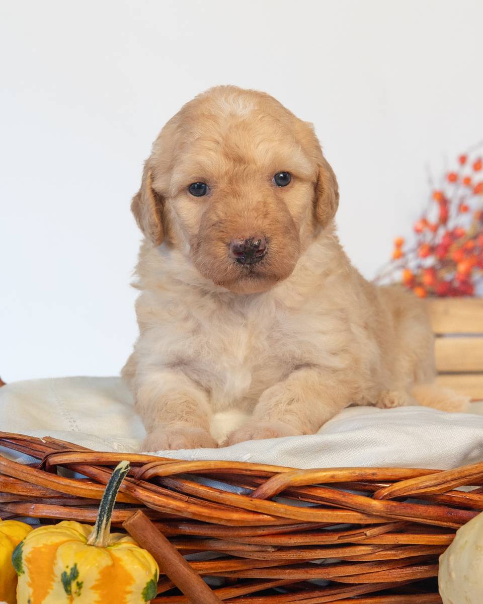Ginny — Golden Goldendoodle puppy from Forever and Always Doodles, Virginia