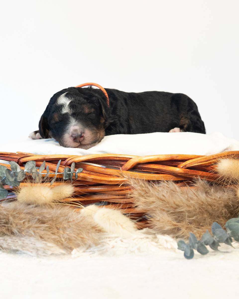 Gunnar, a Tri-Color Black Bernedoodle puppy