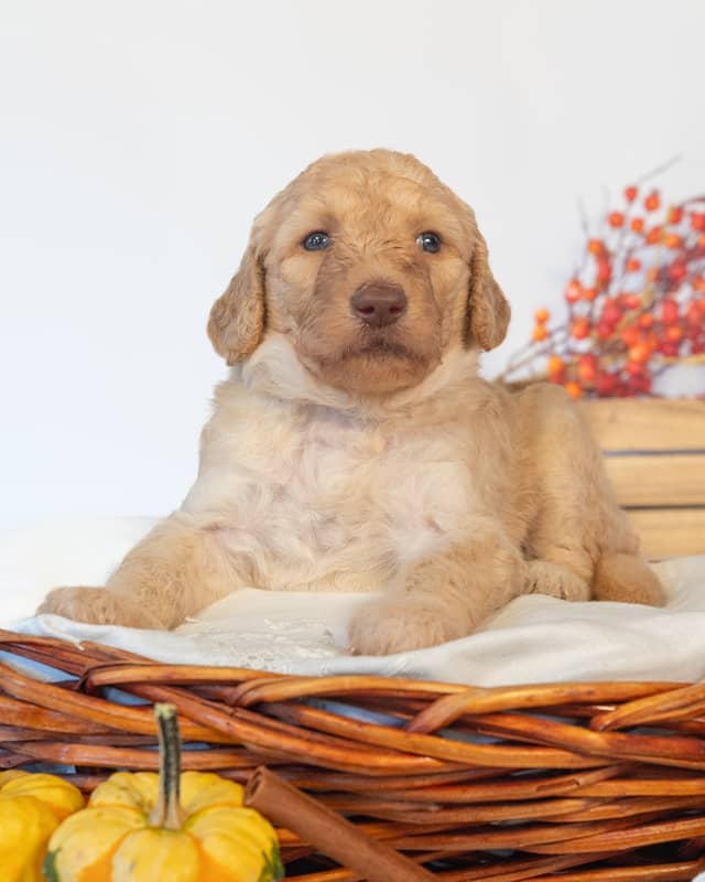 Myrtle, a Golden Goldendoodle puppy