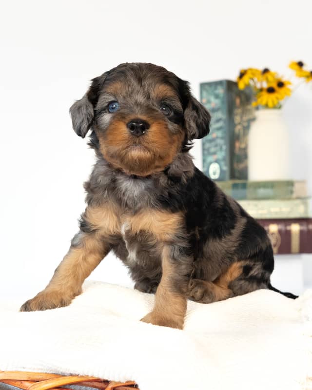 Dickens, a Blue Merle Phantom with White Markings Cockapoo puppy