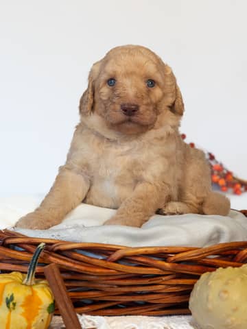 Ron — Goldendoodle puppy from Forever and Always Doodles, Virginia