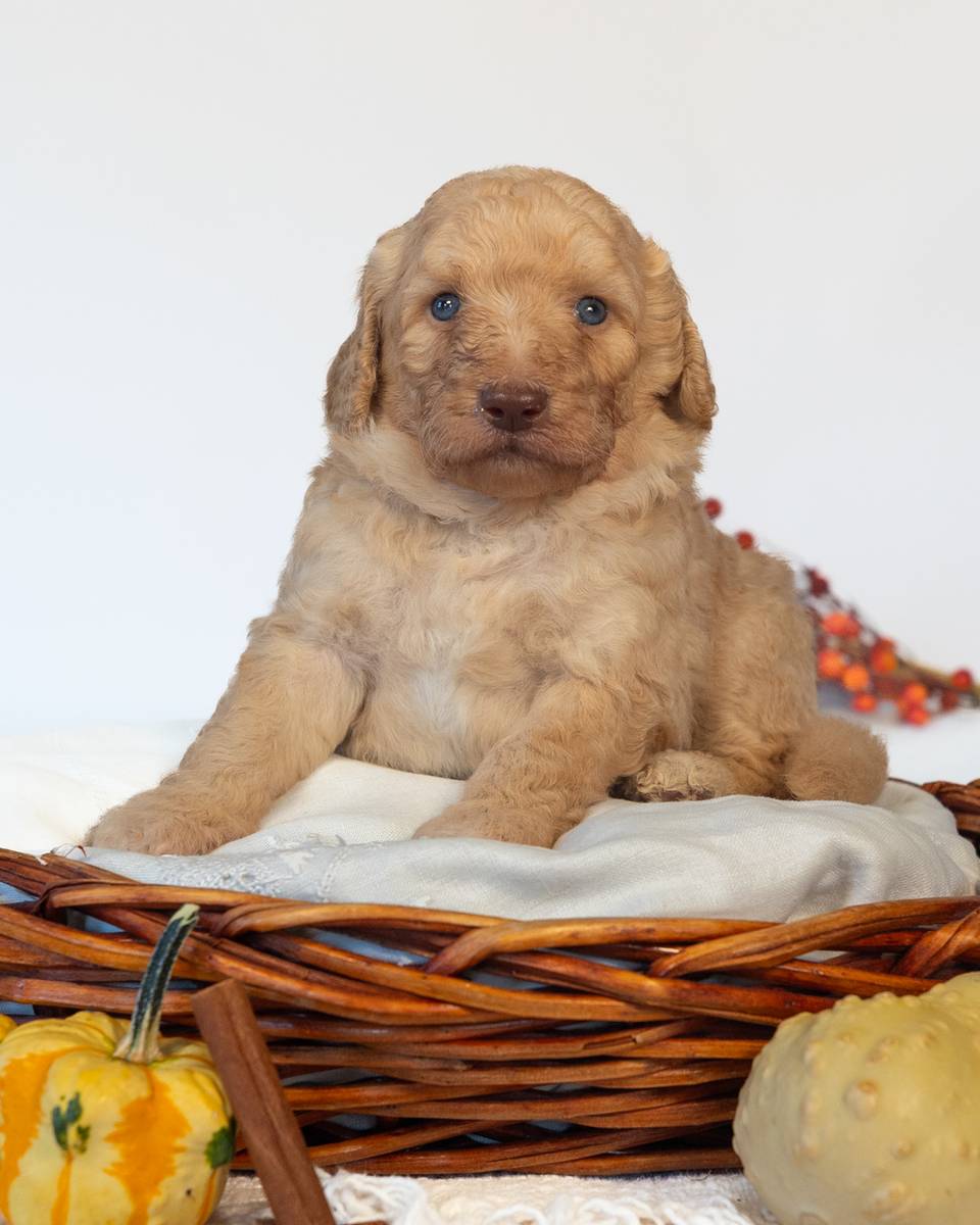 Ron — Goldendoodle puppy from Forever and Always Doodles, Virginia