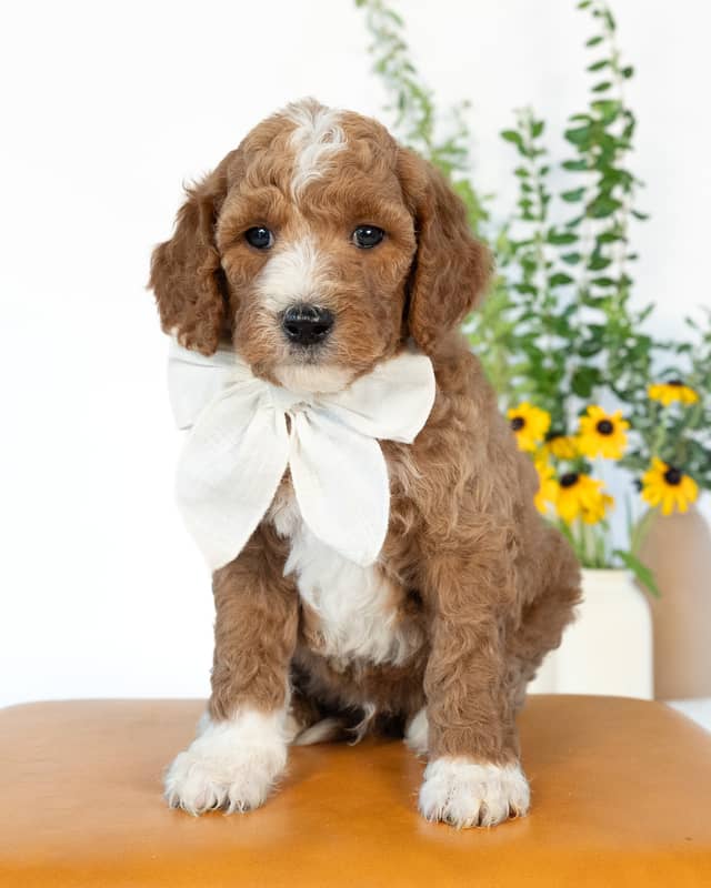 Ford, a Golden with White Markings Goldendoodle puppy