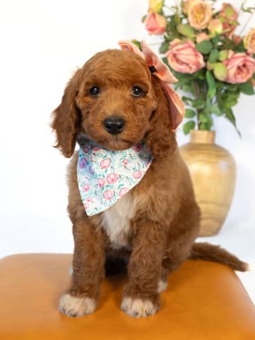 Red Abstract Markings Goldendoodle puppy — Cathy