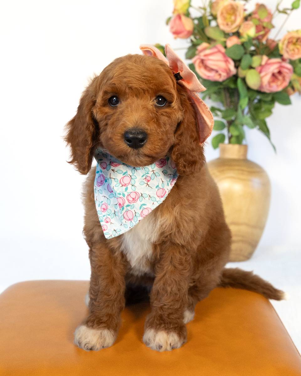 Cathy — Light Red with White Markings Goldendoodle puppy from Forever and Always Doodles, Virginia