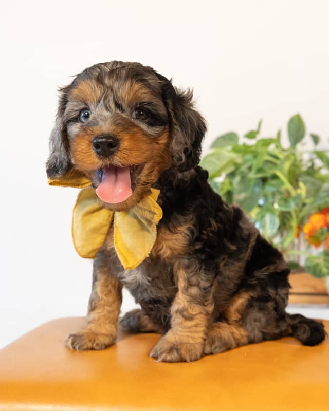 Dickens, a Blue Merle Phantom with White Markings Cockapoo puppy