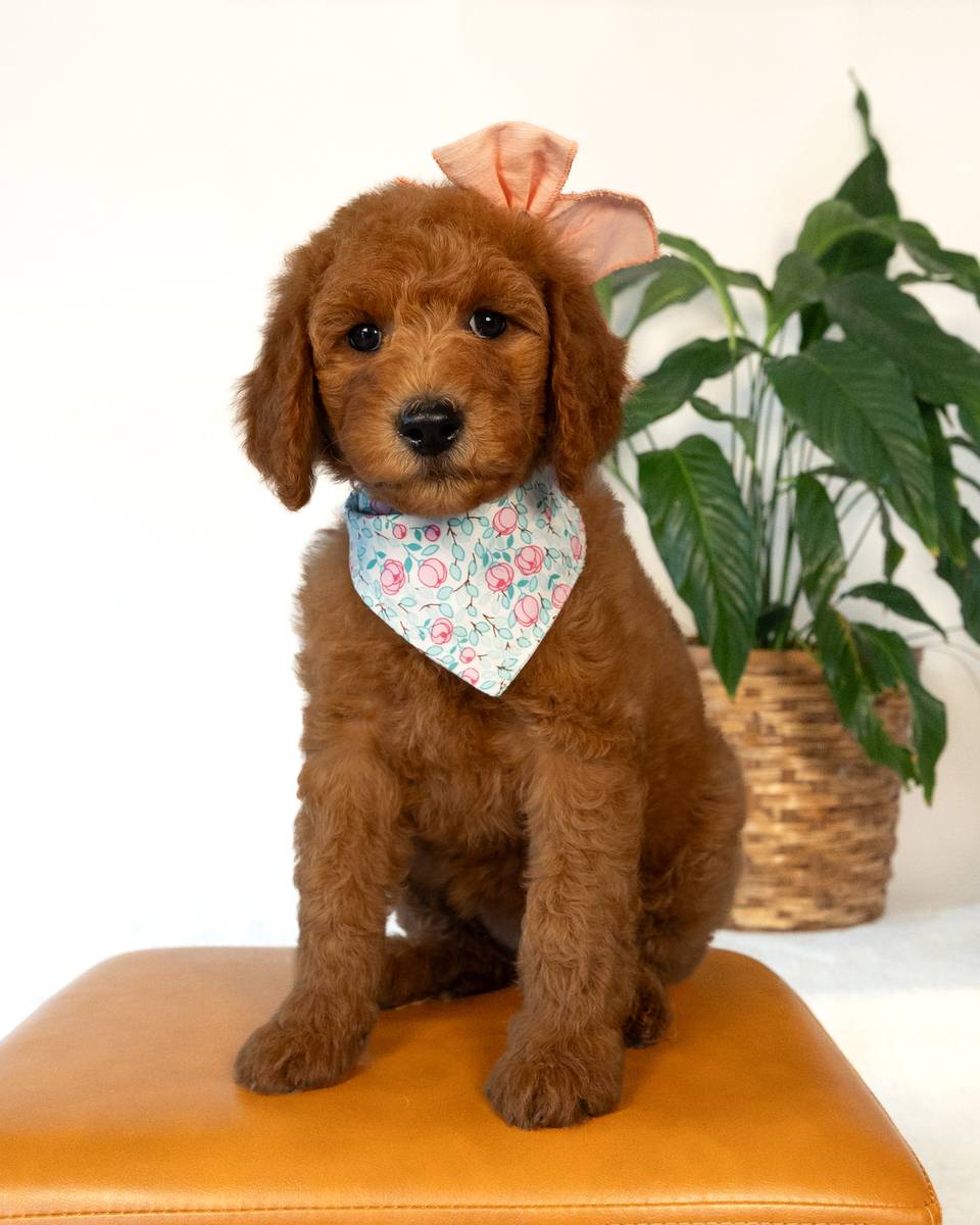 Mustang — Red Goldendoodle puppy from Forever and Always Doodles, Virginia