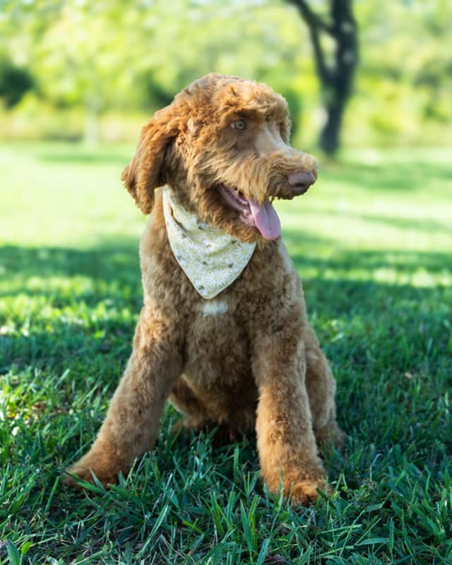 Neverland, a Golden with White Markings Goldendoodle puppy