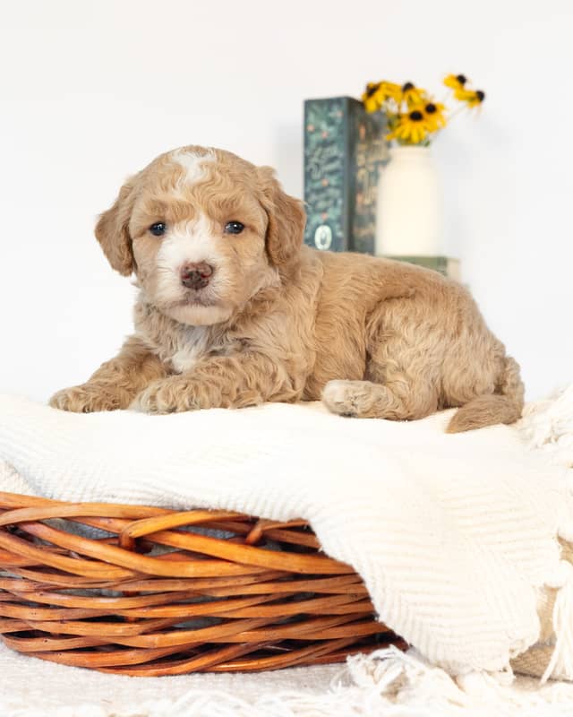 Barrie, a Light Golden with White Markings Cockapoo puppy