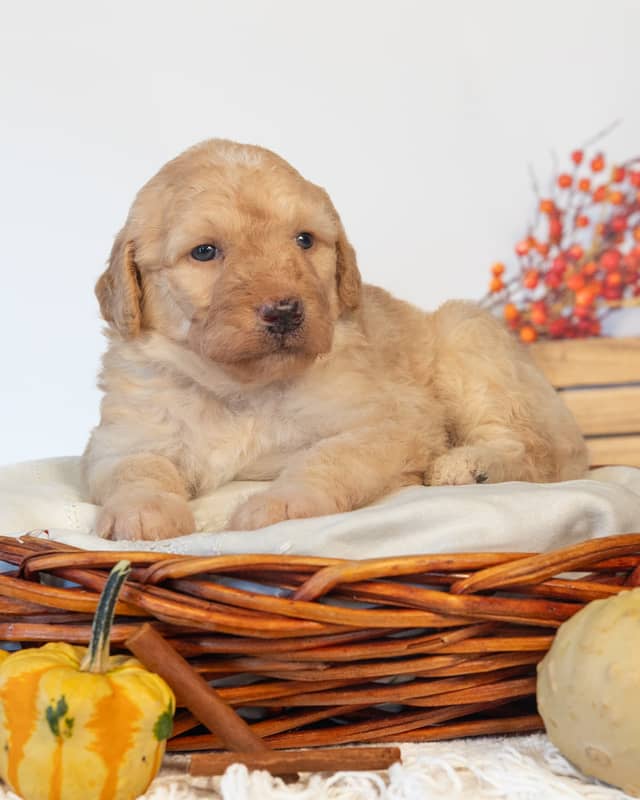 Ginny, a Golden Goldendoodle puppy