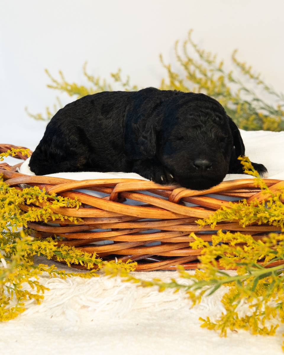 Luna, a Black Goldendoodle puppy