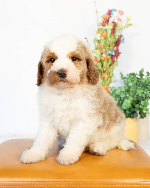 Javi, a Golden Parti Goldendoodle puppy