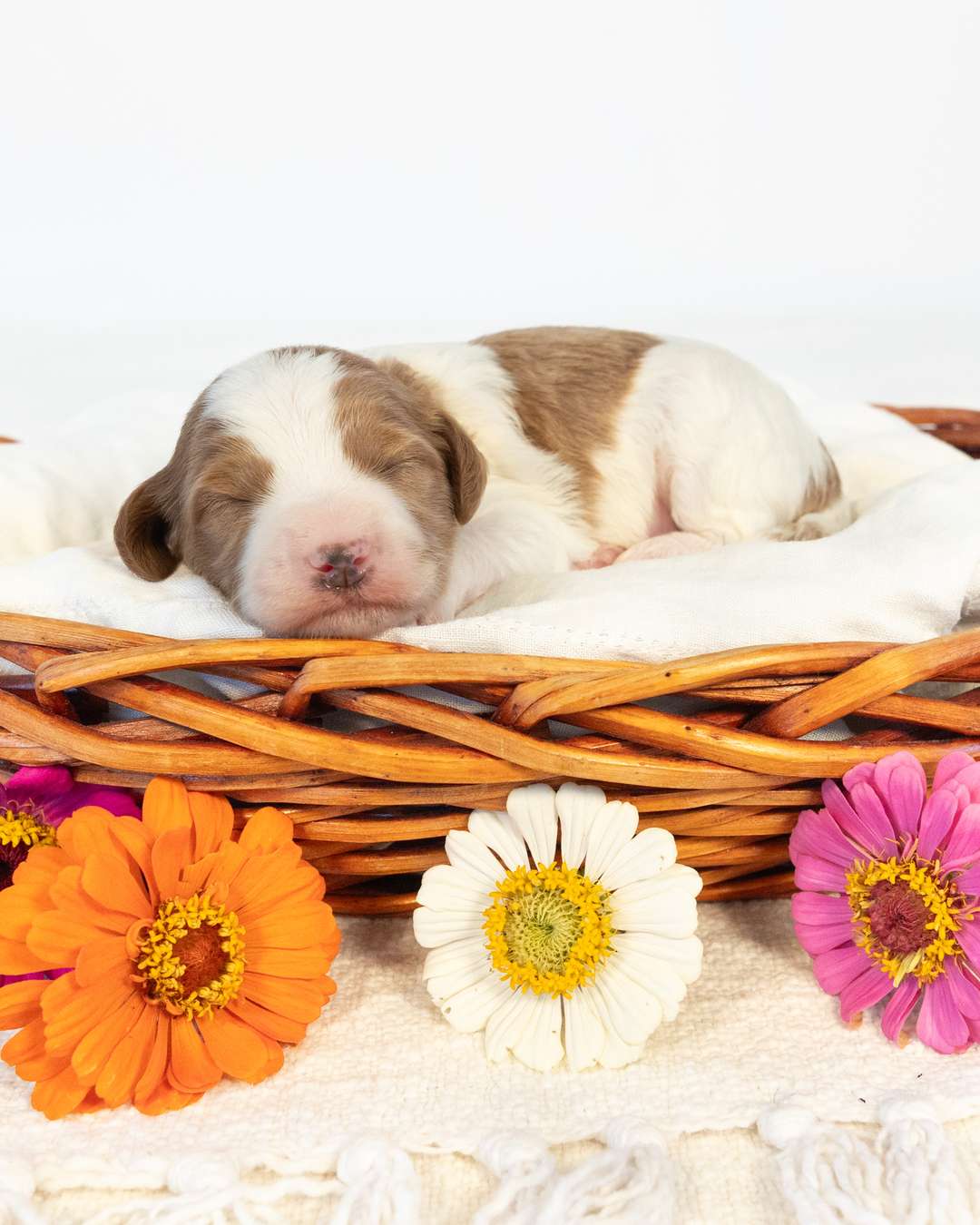 Antigone × Sam — Goldendoodle litter from Forever and Always Doodles, Virginia