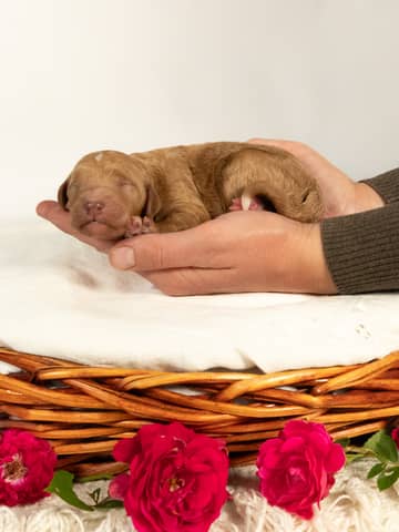 Goldendoodle puppy raised by Forever and Always Doodles in Virginia