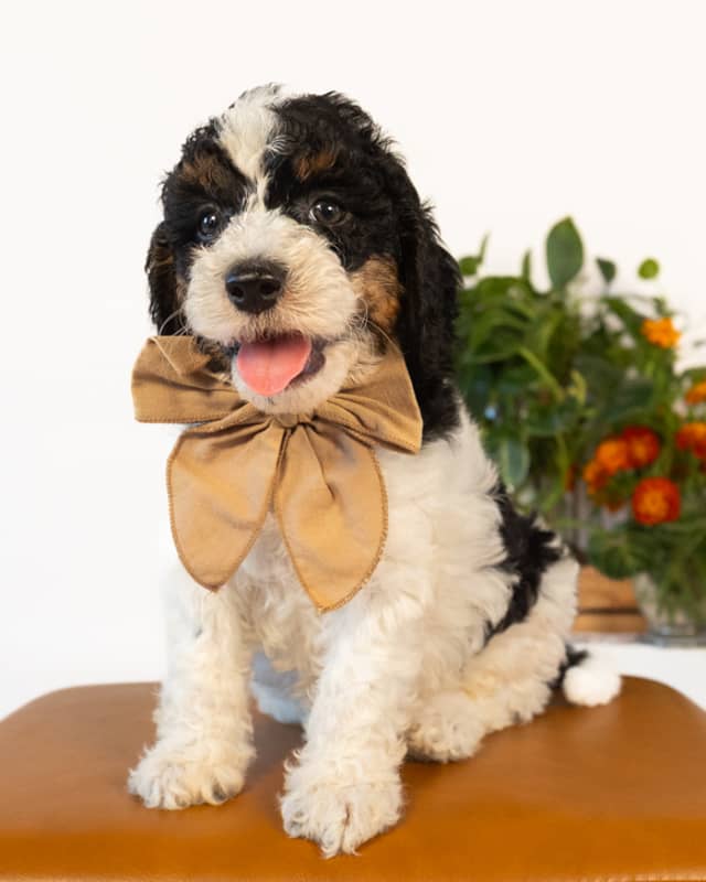 Lewis, a Black Parti Phantom Cockapoo puppy