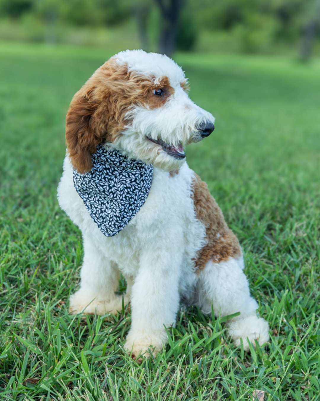 Golden Parti Goldendoodle puppies from the Fanny × Jack litter