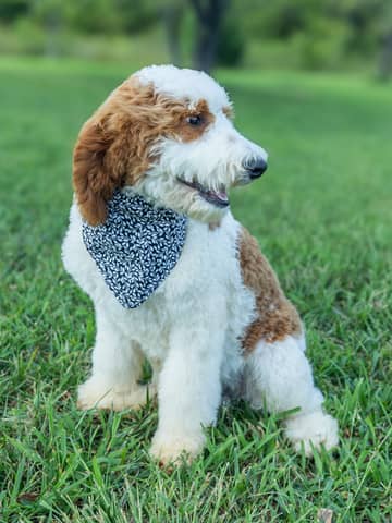 Golden Parti Goldendoodle puppy Ben