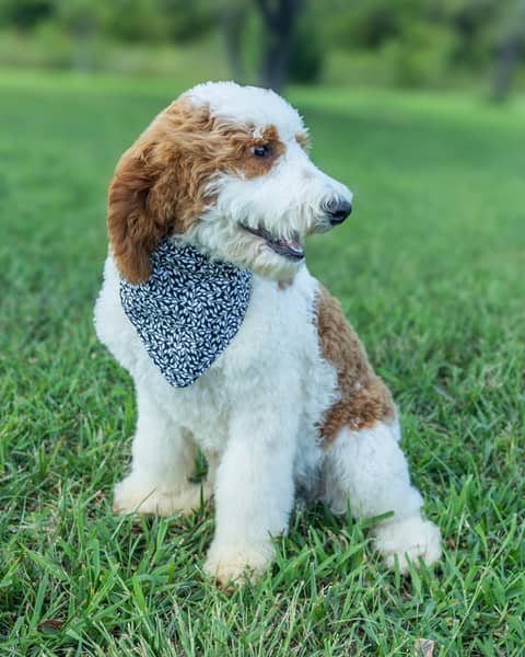 A Goldendoodle puppy