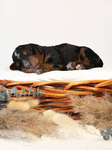 Phantom Bernedoodle puppy raised by Forever and Always Doodles in Virginia