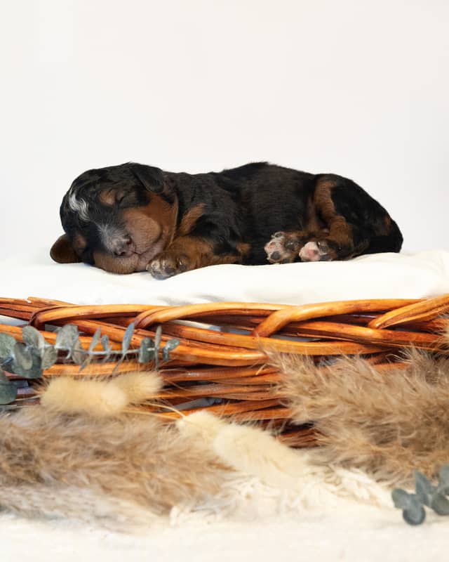 Magnus, a Phantom Bernedoodle puppy