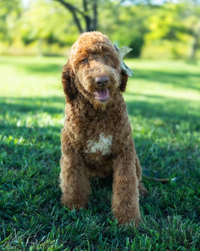 Wendy, a Golden with White Markings Goldendoodle puppy