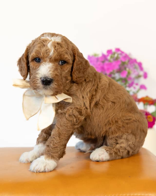 Ford, a Golden with White Markings Goldendoodle puppy