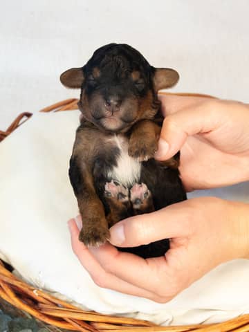 A Phantom Bernedoodle puppy