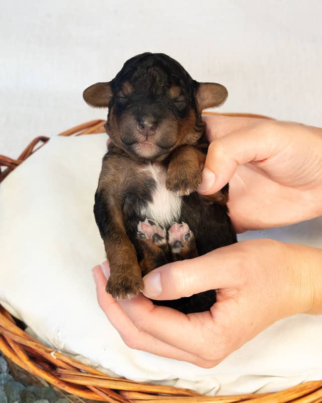 Bjorn, a Phantom Bernedoodle puppy