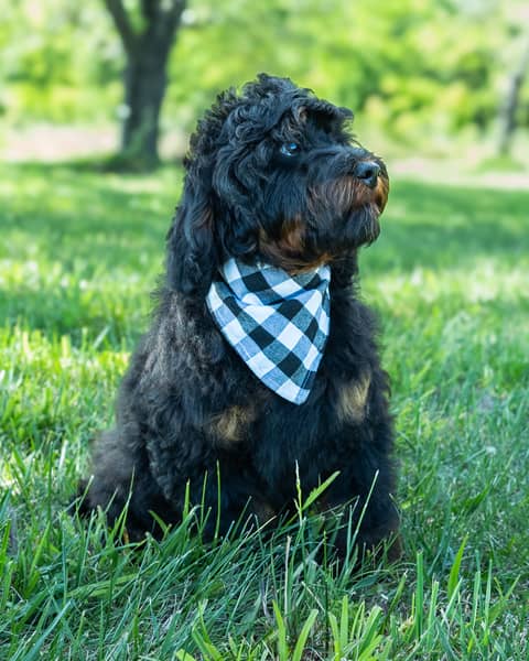 A Forever and Always Doodles puppy on our Appomattox, Virginia farm