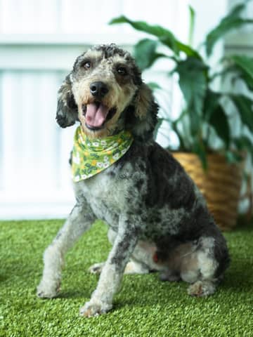 Thornton, a Goldendoodle sire