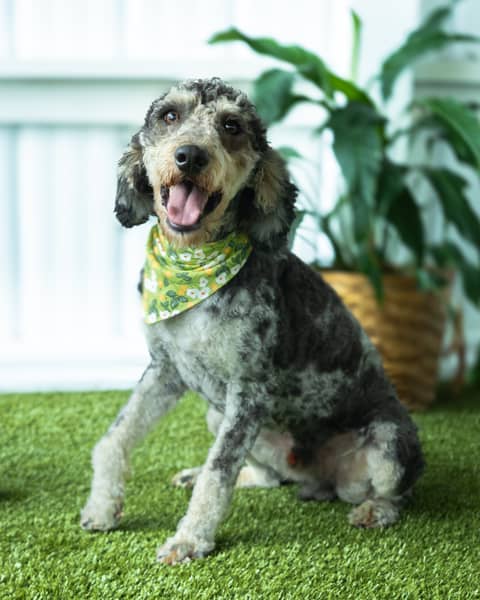 Thornton, a Goldendoodle sire