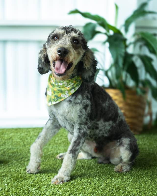 Thornton — sire of the Susan × Thornton Goldendoodle litter from Forever and Always Doodles, Virginia