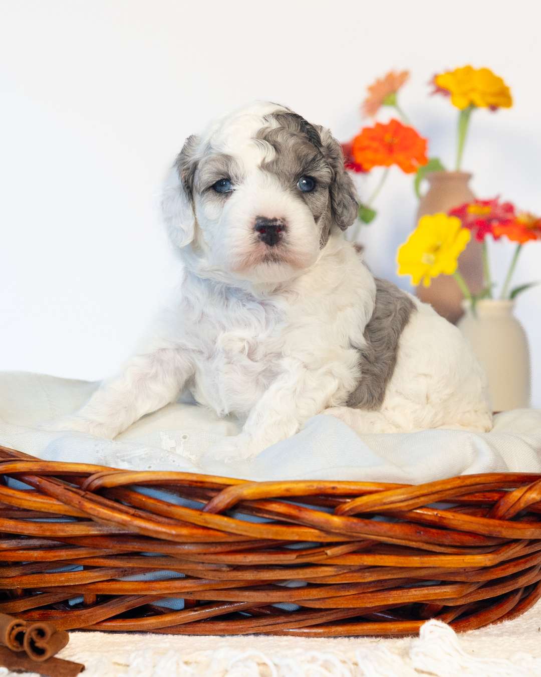 Latte — Goldberry × Obi — Cockapoo litter from Forever and Always Doodles, Virginia